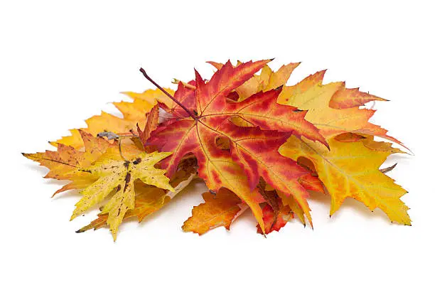 Photo of autumn leaf