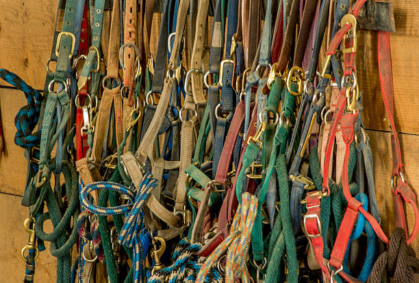 istock Row of Halters, Horse Barn 621476326