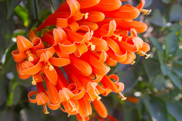 istock Soft focut,Pyrostegia venusta flower 621476408