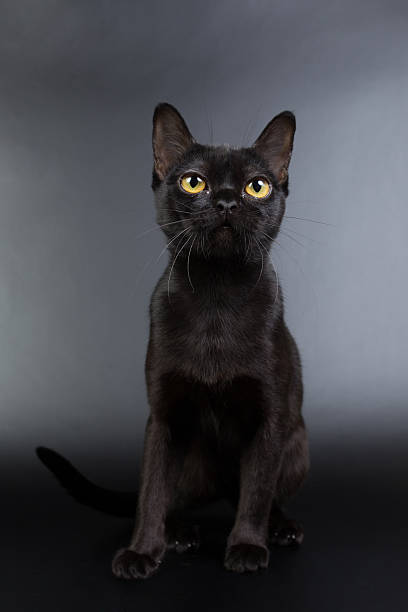 istock Burmese black cat on a black background 621476574