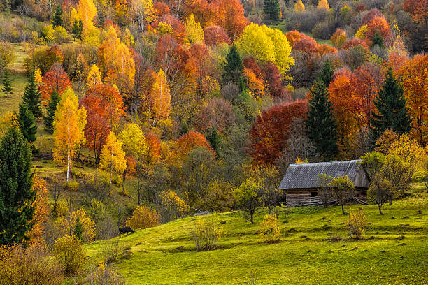 istock woodshed on the hillside in autumn mountains 621476748