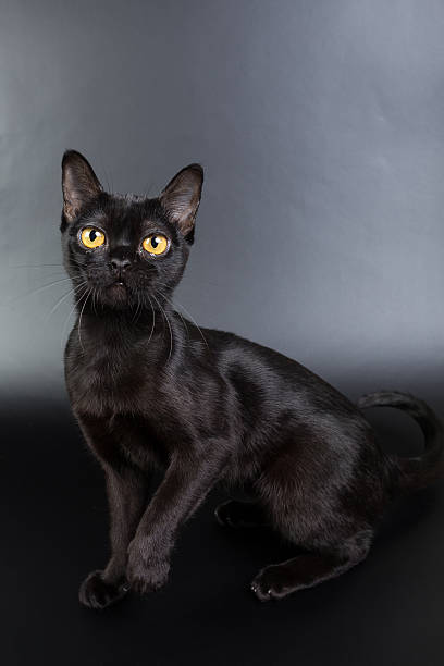 istock Burmese black cat on a black background 621476750