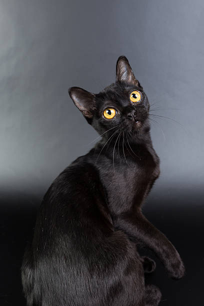 istock Burmese black cat on a black background 621476818