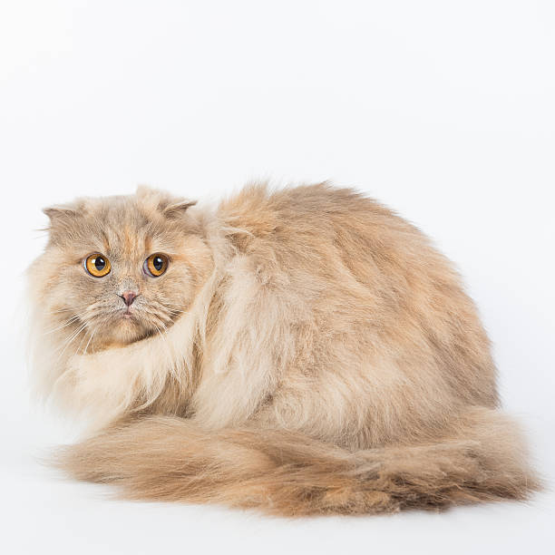 istock British Longhair on a white background isolated 621477180