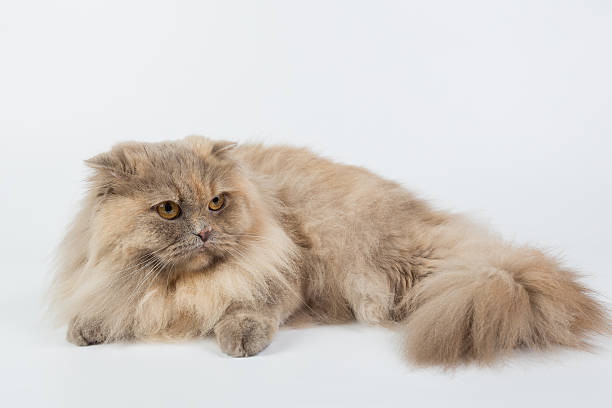 istock British Longhair on a white background isolated 621477360