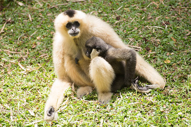 istock Mother Gibbon and baby 621477368