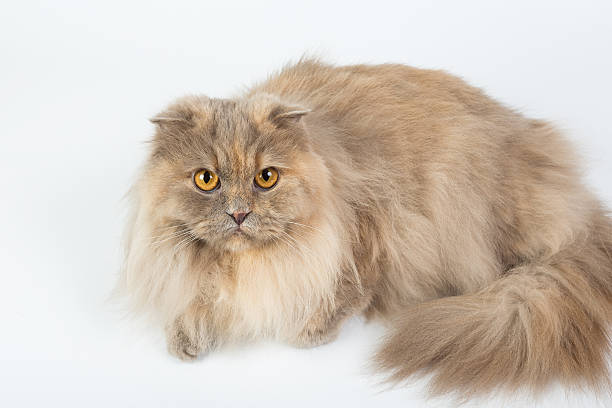 istock British Longhair on a white background isolated 621477438