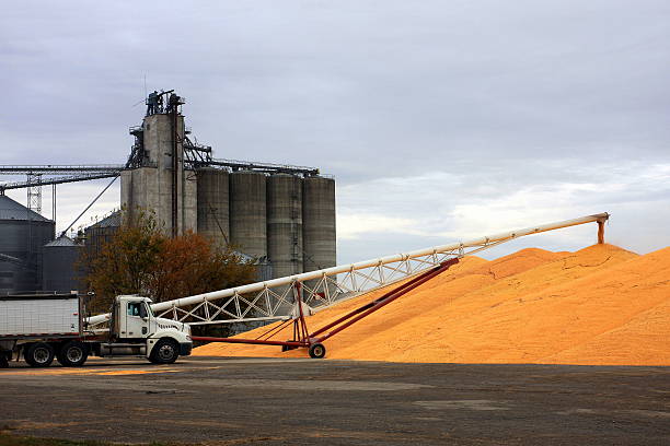istock Corn Pile and Semi-Truck at Iowa Grain Elevator 621477562