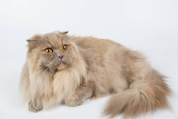 istock British Longhair on a white background isolated 621477590