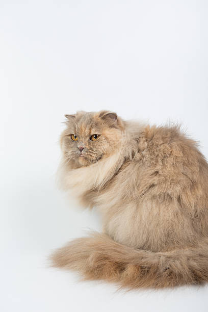 istock British Longhair on a white background isolated 621477640