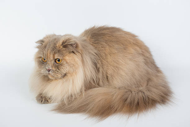 istock British Longhair on a white background isolated 621477682