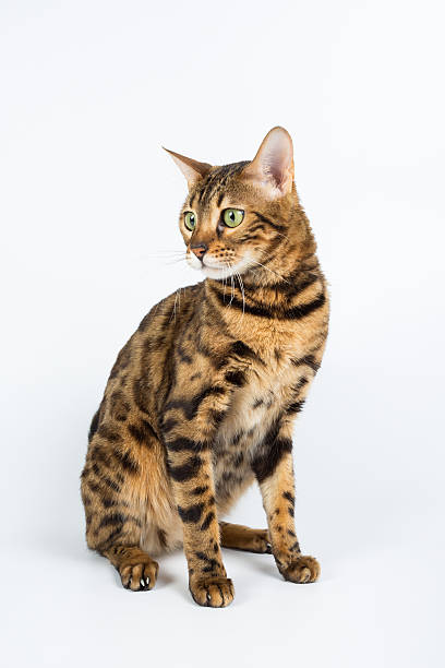 istock Bengal cat on a white background in the studio 621477760