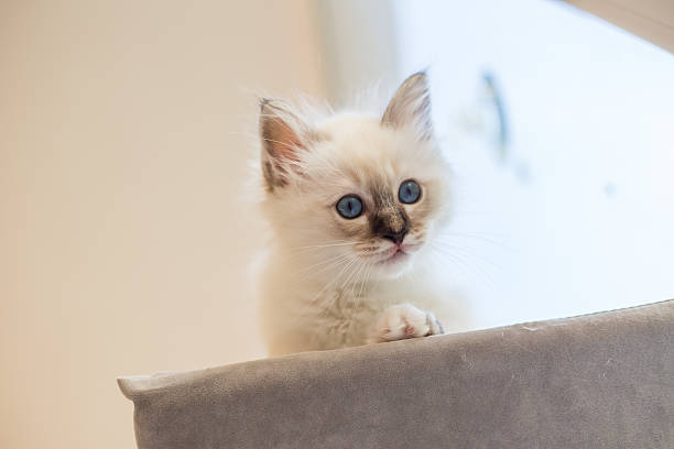 istock Sacred Birman kitten in the studio, purebred kittens isolated background 621477786