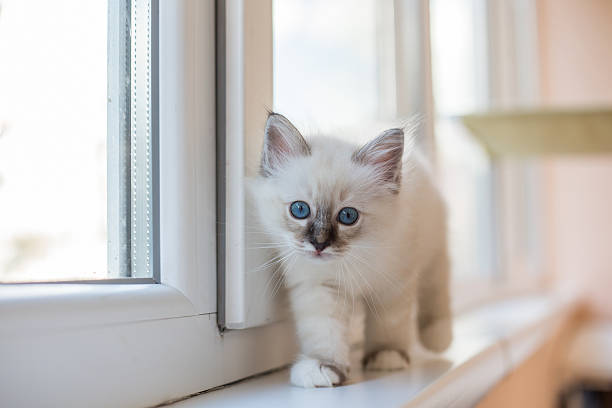 istock Sacred Birman kitten in the studio, purebred kittens isolated background 621477798