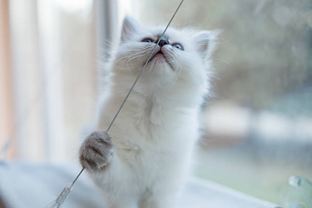 istock Sacred Birman kitten in the studio, purebred kittens isolated background 621477882