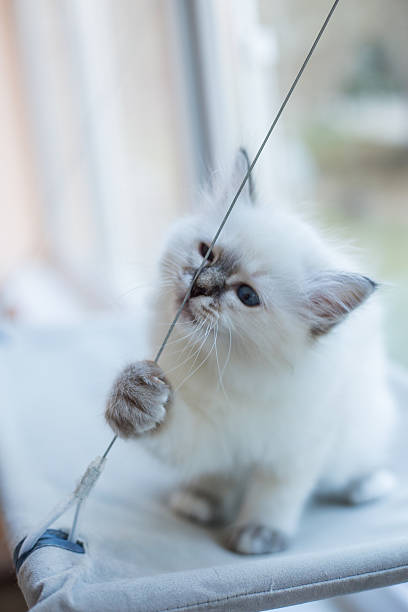 istock Sacred Birman kitten in the studio, purebred kittens isolated background 621477902
