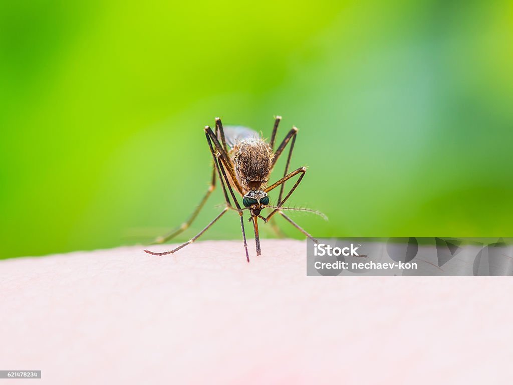 Stinging Mosquito on Green Background Macro Photo of Stinging Mosquito on Green Background Mosquito Stock Photo