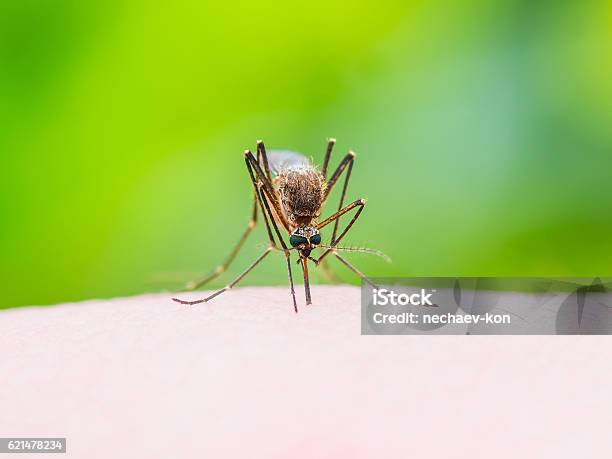 Stinging Mosquito On Green Background Stock Photo - Download Image Now - Mosquito, Aedes Aegypti, Malaria