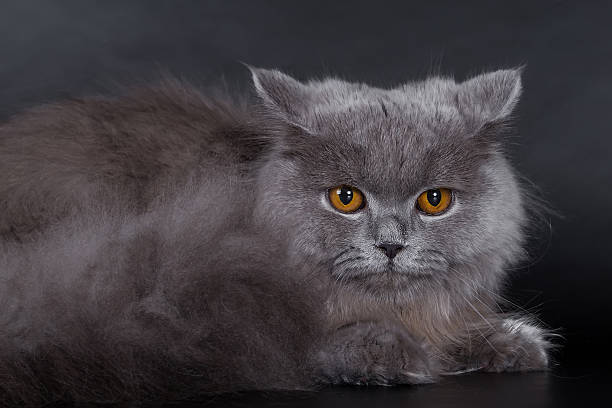 istock British Longhair on a black background in the studio, 621478546