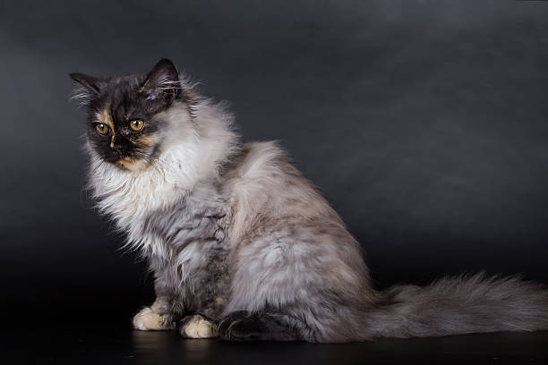 istock Persian cat, kitten on a black background in the studio 621478710