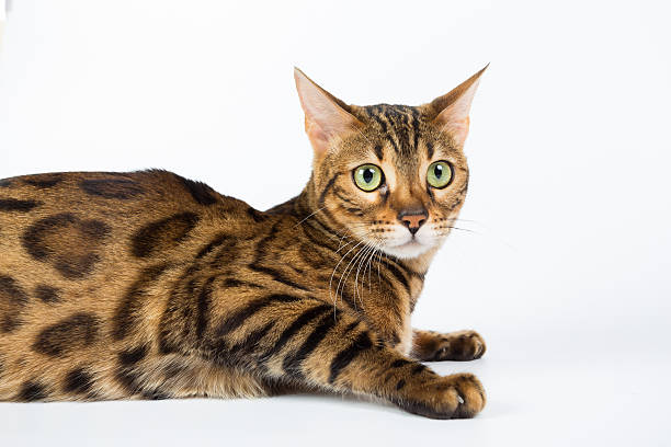 istock Bengal cat on a white background in the studio 621478898