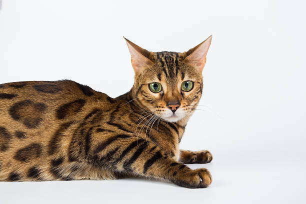 istock Bengal cat on a white background in the studio 621478908