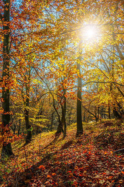 istock forest in red foliage on sunny autumn day 621479374