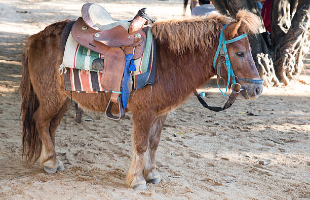 istock Mini dwarf horse in a pasture at a farm 621479568