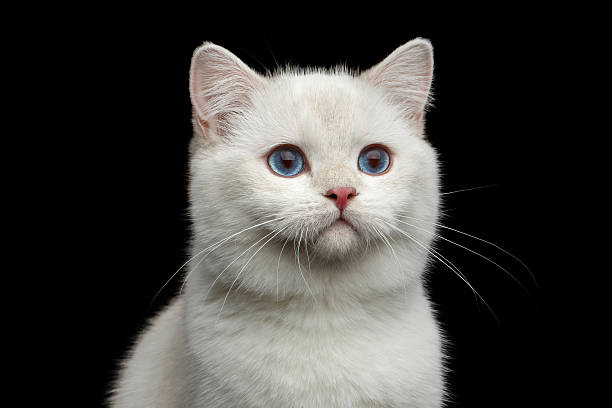 istock Furry British breed Cat white color on Isolated Black Background 621479764