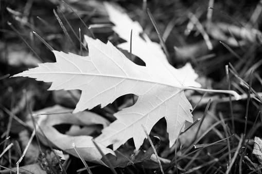 The underside of a fallen Maple Leaf on the ground in Autumn.