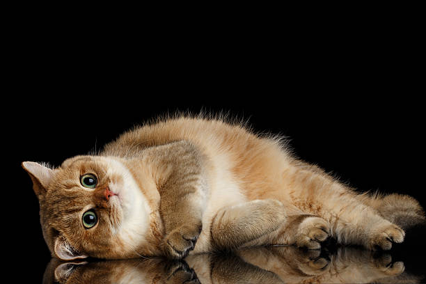 istock Furry British breed Cat Gold Chinchilla Isolated Black Background 621480054