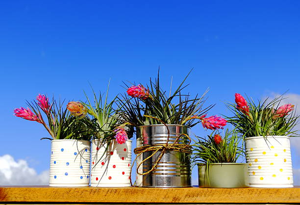 Recycled cans. Five lined recycled cans with many blooming bromeliad plants (Tillandsia Stricta) over wood board on blue sky.   bromeliad photos stock pictures, royalty-free photos & images