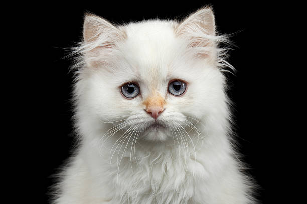istock Furry British breed Kitty white color on Isolated Black Background 621480322