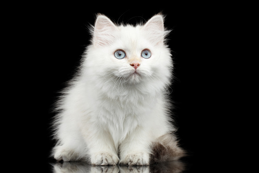 close up side view of a tabby white british shorthair cat in front of black background with copy space