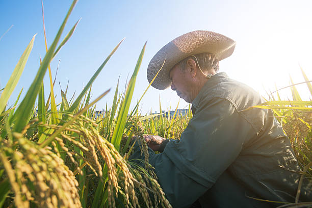 istock old man checking ripe rice in autumn 621481632