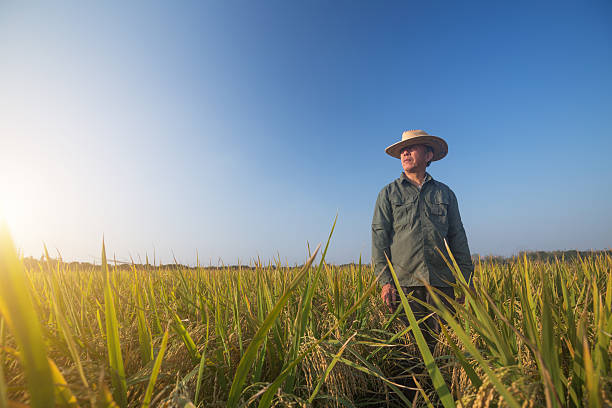 viejo hombre de pie en el arroz maduro en otoño - rice rice paddy farm agriculture fotografías e imágenes de stock