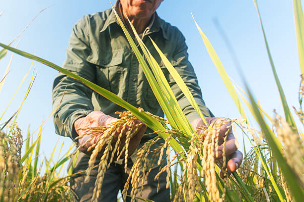 istock old man checking ripe rice in autumn 621481920