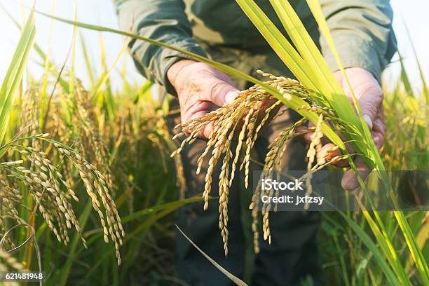 Old Man Checking Ripe Rice In Autumn Stock Photo - Download Image Now - Rice - Cereal Plant, Agriculture, Rice Paddy