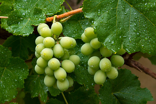 istock Brazilian green grape cluster 621482518