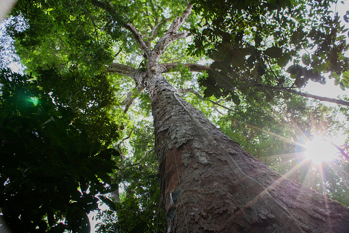 Árbol del Amazonas photo