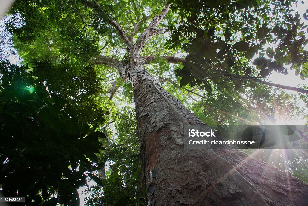 Amazon Tree Fall Amazon Tree Stock Photo - Download Image Now - Tree, Amazon Region ...