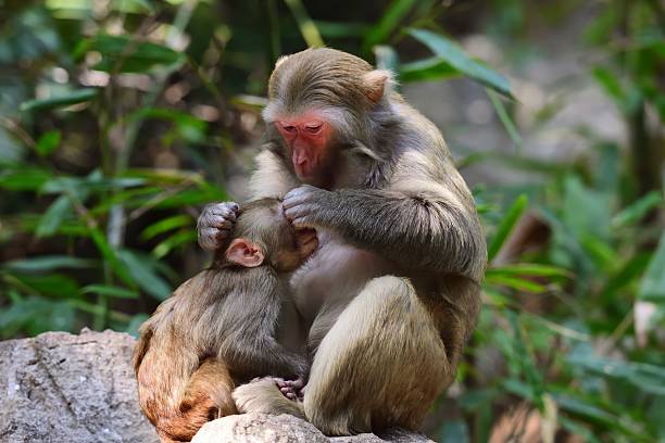 istock Wild female monkey and its baby in the sun 04 621484308