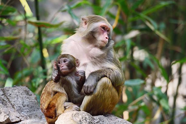 istock Wild female monkey and its baby in the sun 05 621484492