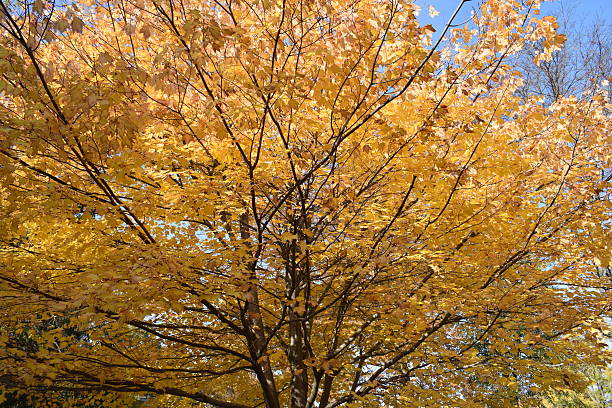 istock Yellow leaves in the fall 621485460