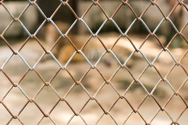 istock cage with tiger in the zoo 621485622