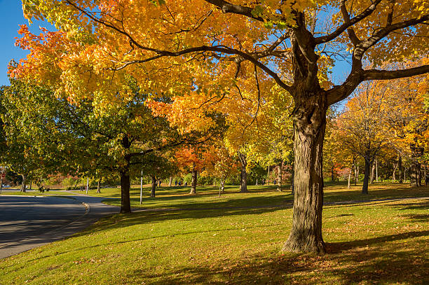 istock Maple tree in autumn colors on Mount-Royal 621487106