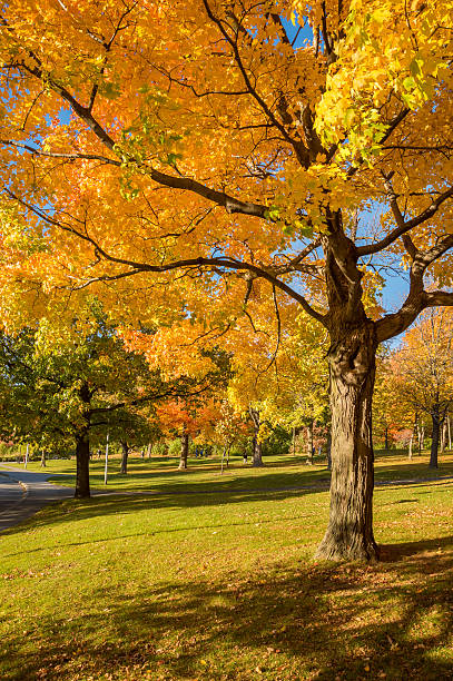 istock Maple tree in autumn colors on Mount-Royal 621487134