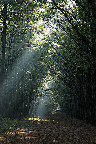 istock Autumn forest illuminated by sunbeams 621489030