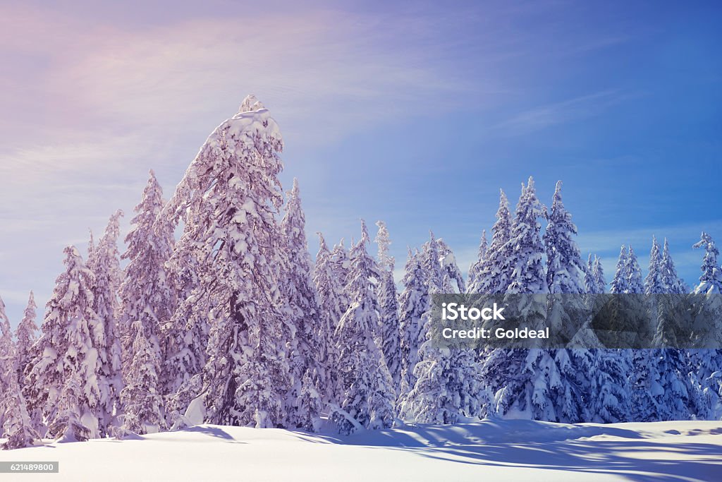 Snowy Trees Trees heavy with snow Adventure Stock Photo