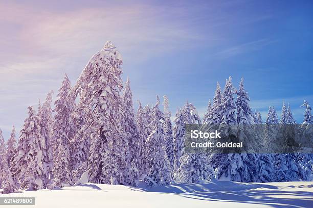 Snowy Trees Stock Photo - Download Image Now - Adventure, Beauty In Nature, Cold Temperature